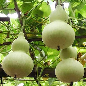 15 Organic BIRDHOUSE GOURD Bottle Gourd Bird House Gourd Seeds Samen Semi Semillas Graines NonGMO