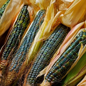 50 Seeds OAXACAN GREEN Heirloom Antient Corn Grüner Mais Samen Zaden Zaad Somen Semi Sementi Semillas Graines Sementes Siemenet Frø Nasiona