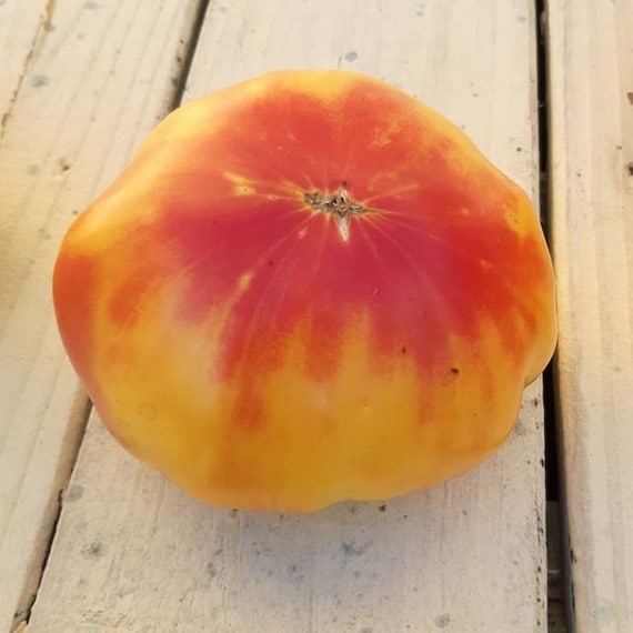 Graines Pommier Jonagold Bio USA - 40 Graines Heritage Pour Jardin - Variété Heirloom Organique