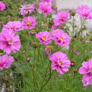 100 semi di Cosmos rosa frizzante, fiori dal centro scuro