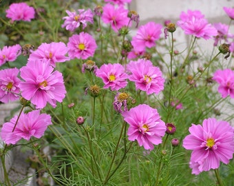 100 SALE Fizzy Pink Dark Center Cosmos Seeds Schmuckkörbchen Samen Cosmea Graines Nasiona Zaad Zaden Sementes Siemenet Frø Somen Semi