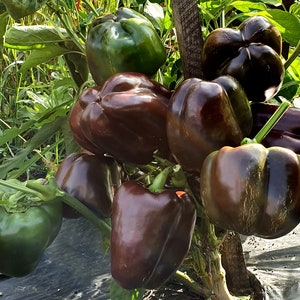 SALE 50 Bio INGRID Sweet Black Bell Pepper Samen Paprika Samen Schoko Schönheit Samen Peperone Semillas Poivre Graines