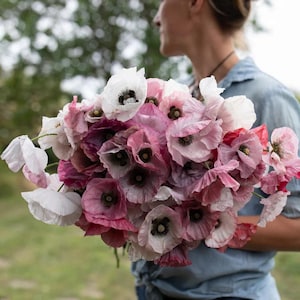 500 PARELMOER Sier Papaverzaad Papaver Mohn Samen Granen Zaad Zaden Sementes Siemenet Somen Frø Nasiona Semillas