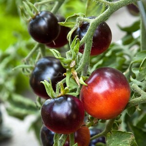 50 Organic INDIGO ROSE Heirloom Open Pollinated Black / Dark Purple Tomato Extra Rich in Bioflavonoids Organic Seeds