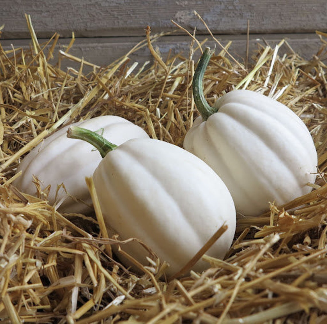 10 Seeds MASHED POTATO White Acorn Squash Weisser Kürbis Samen Etsy