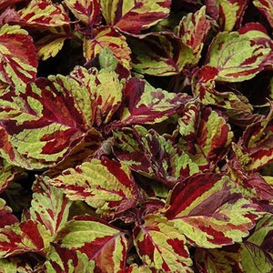 Può includere: Primo piano di una pianta con foglie di un verde e rosso vibrante. Le foglie hanno un motivo maculato, creando un contrasto sorprendente.
