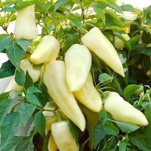 VENDITA 100 Semi di Peperone Verde Dolce Biologico NOVA Semi di Ortaggi Peperone Dolce Bianco Semi di Paprika Samen Graines Semi Semillas Semente Zaad