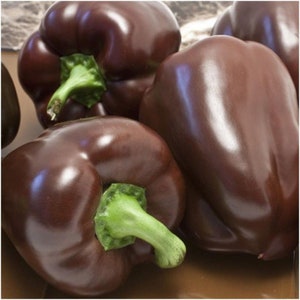 50 Organic Chocolate Beauty Sweet Pepper Seeds - Paprika Seeds