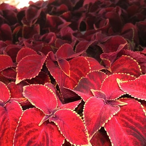 May include: Close-up of a cluster of red leaves with yellow edges. The leaves are arranged in a dense, overlapping pattern, creating a vibrant and textured surface.
