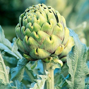 50 Organic Artichoke GREEN GLOBE Seeds Popular Perennial Vegetable