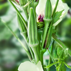 100 Organic CLEMSON SPINELESS Okra Seeds Okra Samen Semi Semillas Graines Zaad Zaden Somen Sementes Siemenet