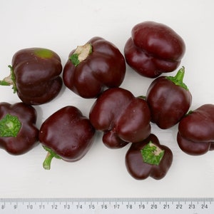 50 MINI CIOCCOLATO BIOLOGICO MINI BELL Peperone Paprika dolce Poivron Semi Samen Semi Somen Graines Sementes Zaden Zaad Ottimo per farcire