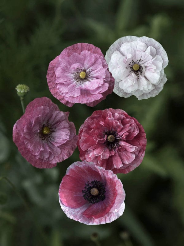 チベットペマラカの花とベネチアンシード umehari チベットペマラカの
