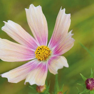 30 Cosmos APRICOT LEMONADE Seeds Cosmea Schmuckkörbchen Samen Somen Zaad Zaden Semi Sementi Sementes Siemenet Graines Nasiona Semillas