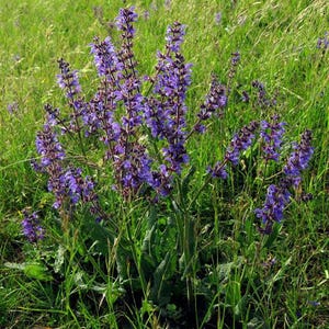 200 Salvia Nemorosa Organic Seeds Beautiful perennial Great for Pollinators Salvia nemorosa Zaad Zaden Samen Graines Sementi Semi Semillas
