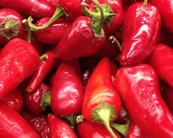 50 Kalocsa Paprika Pepper Seeds - Pittig Hongaars erfstuk