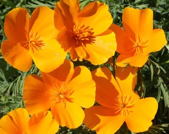 May include: Close-up of five bright orange California poppy flowers in full bloom. The flowers have delicate petals and are surrounded by green foliage.