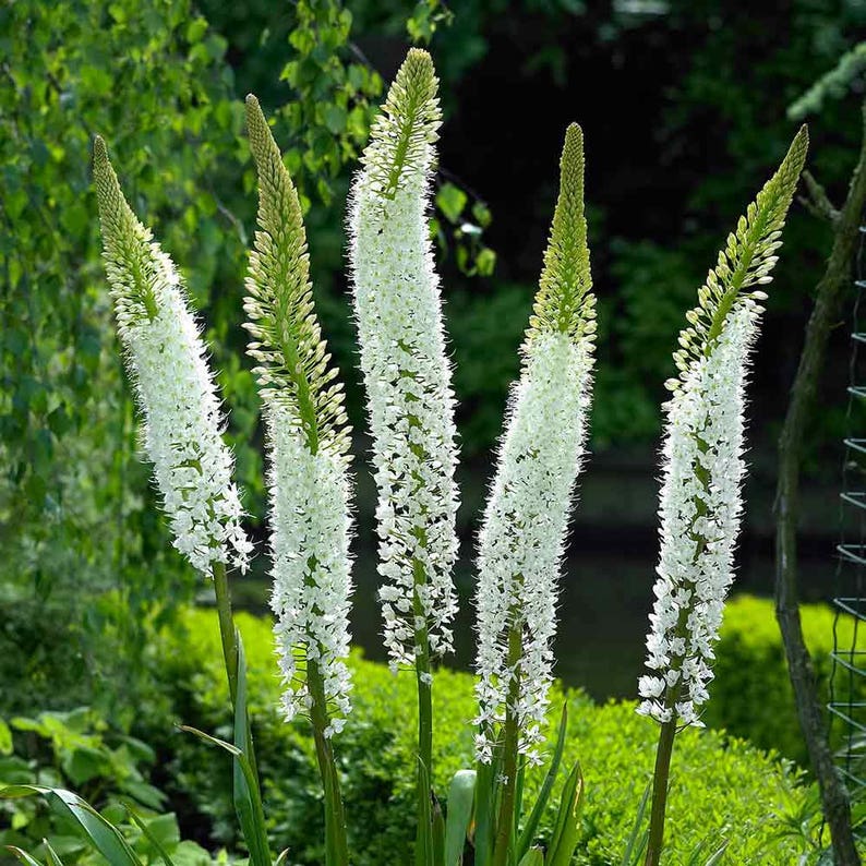 20 Eremurus robustus Foxtail Lily seeds Flower Perennial seeds Etsy