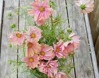 30 NASION MORELI Cosmos Cosmea Schmuckkörbchen Samen Graines Semillas Zaden Semi Sēklas