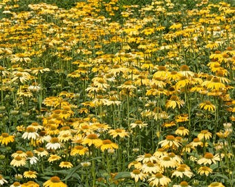 15 Paradiso Yellow Echinacea Seeds, Perennial Coneflower