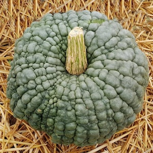 Puede incluir: Una calabaza grande, de color verde azulado, con una superficie texturizada y con bultos. La calabaza tiene un tallo marrón claro y está sobre un lecho de paja. La calabaza es una variedad de calabaza de invierno, perfecta para la decoración de otoño o la cocina.