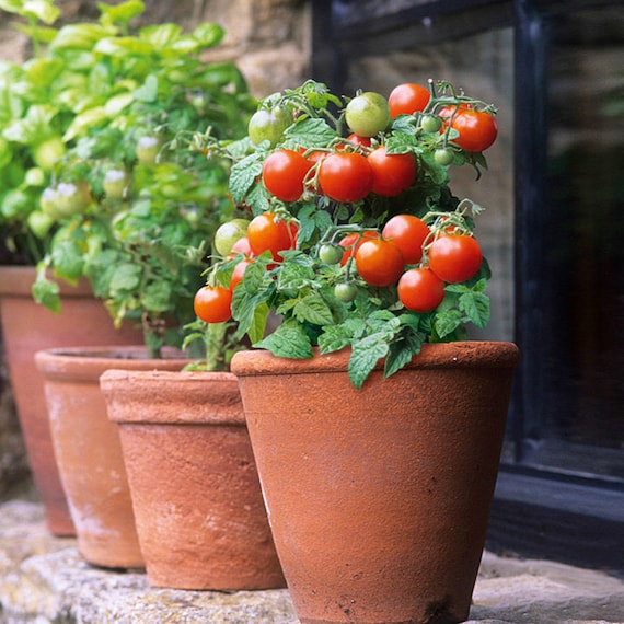 30 Semi Di Pomodoro Tigerella - Varietà Antica Inglese, Biologici, Non Ibridi, Da SemiSelvaggio Permacultura