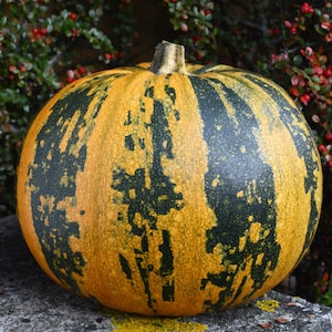 15 ekologiska pumpafrön från Steiermark, utan skal, ZOJA squashsort