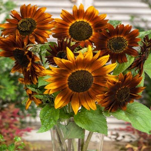 50 アースウォーカー ヒマワリの種 グレイン デ トゥルネソル Sonnenblume Samen Semi di Girasole Nasiona Zaden Frö Frön Semillas Sementes Siemenet