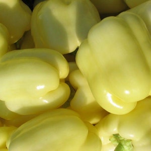 SALE 50 Organic DIAMOND White Sweet Pepper Paprika Poivron Peperone Dulce Seeds Samen Graines Somen Sementes Siemenet Somen Zaden Zaad Semi