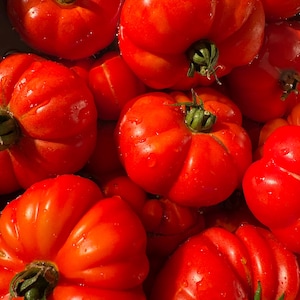 30 Semillas COSTOLUTO FIORENTINO Tomate Heirloom Italiano Tomate Pomidor Pomodoro Tomat Samen Semi Graines Nasiona Somen Frø Semillas Zaden