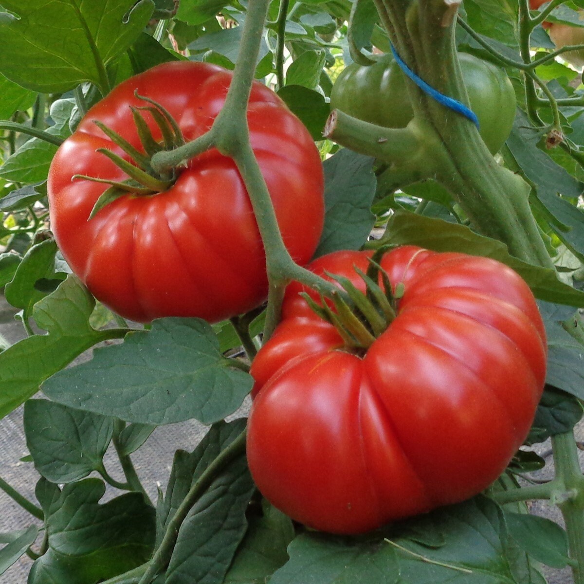 25 Graines De Tomate Super Marmande - Variété Charnue Et Goûteuse - Haute Qualité Germination - Parfait Potager