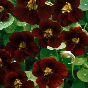 SALE30 Organic Seeds Nasturtium BLACK VELVET Kapuzinerkresse Nasturtium Seeds Samen Somen Zaad Zaden Semi Semillas Graines Sementes Siemenet