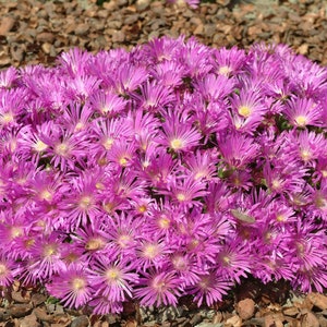 25 Delosperma TABLE MOUNTAIN Multipellets Samen Samen Graines Zaad Zaden Sementes Siemenet Somen Frö Frön Nasiona Semillas Semi Sementi Bild 3