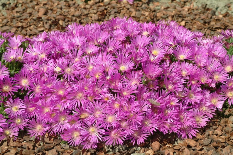 25 Delosperma TABLE MOUNTAIN Multipellets Samen Samen Graines Zaad Zaden Sementes Siemenet Somen Frö Frön Nasiona Semillas Semi Sementi Bild 3