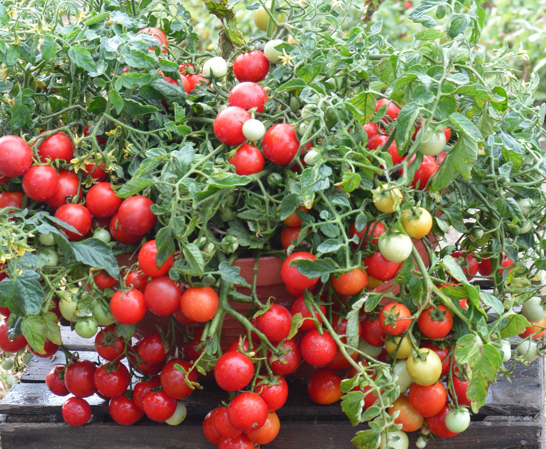 Tomato 希少アクタスmodulus小物入れ♥️３サイズ♥️３セット 30 Maskotka Tomato Seeds: Trailing Bush Variety - Etsy Denmark