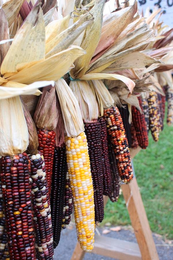 Fagiolo Rampicante Borlotto - I Semi Biologici Di - Foto 11