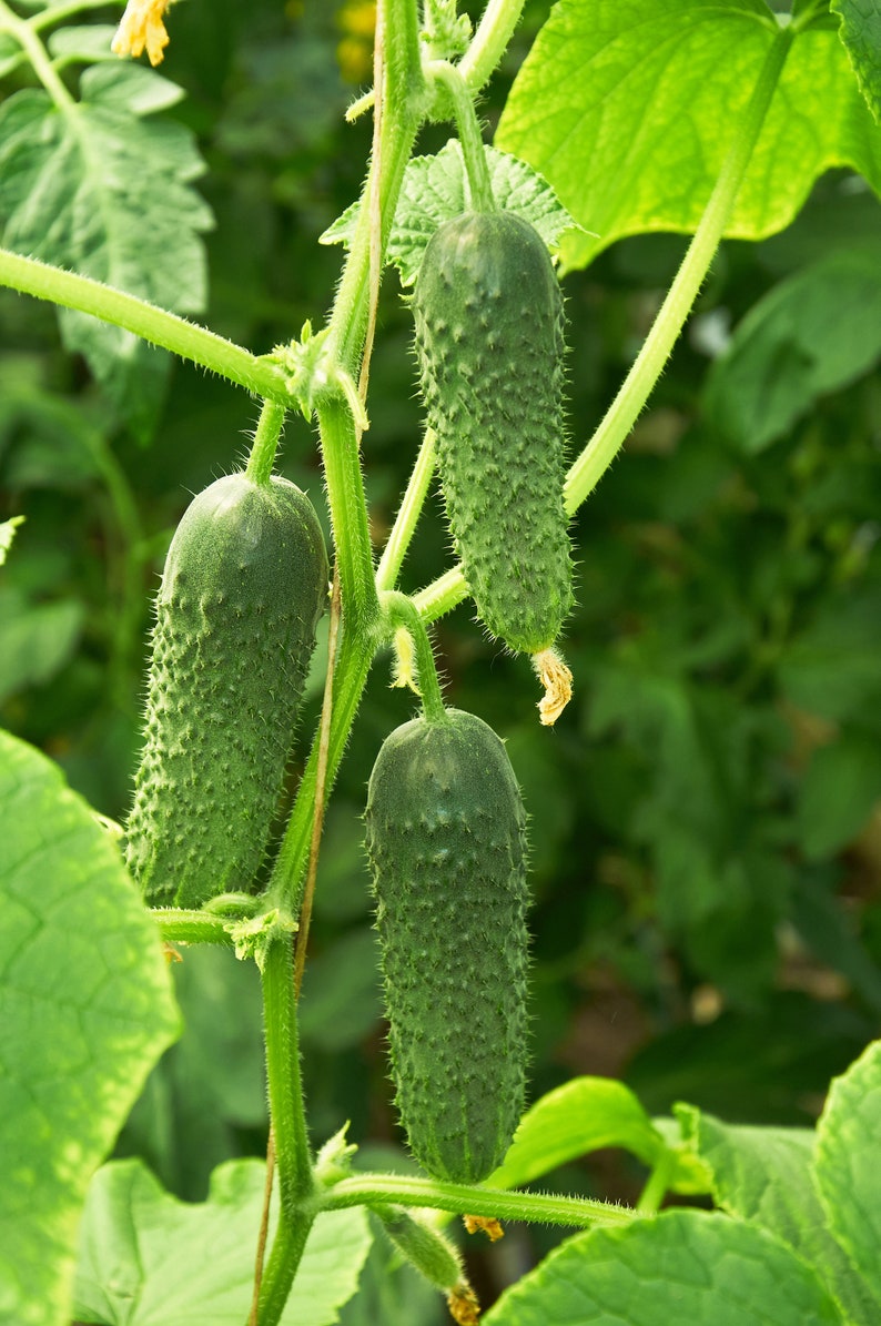 SALE 50  Cucumber Gherkin VERT PETIT de Paris French Cornichon O