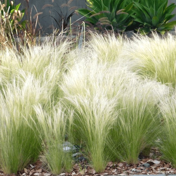 2023 fresh 500 Seeds BUNCH Mexican Feather Grass Stipa Tenuissima Kavyl Angel Hair Samen Seme Sementi Semillas Graines Somen Zaden Sementes