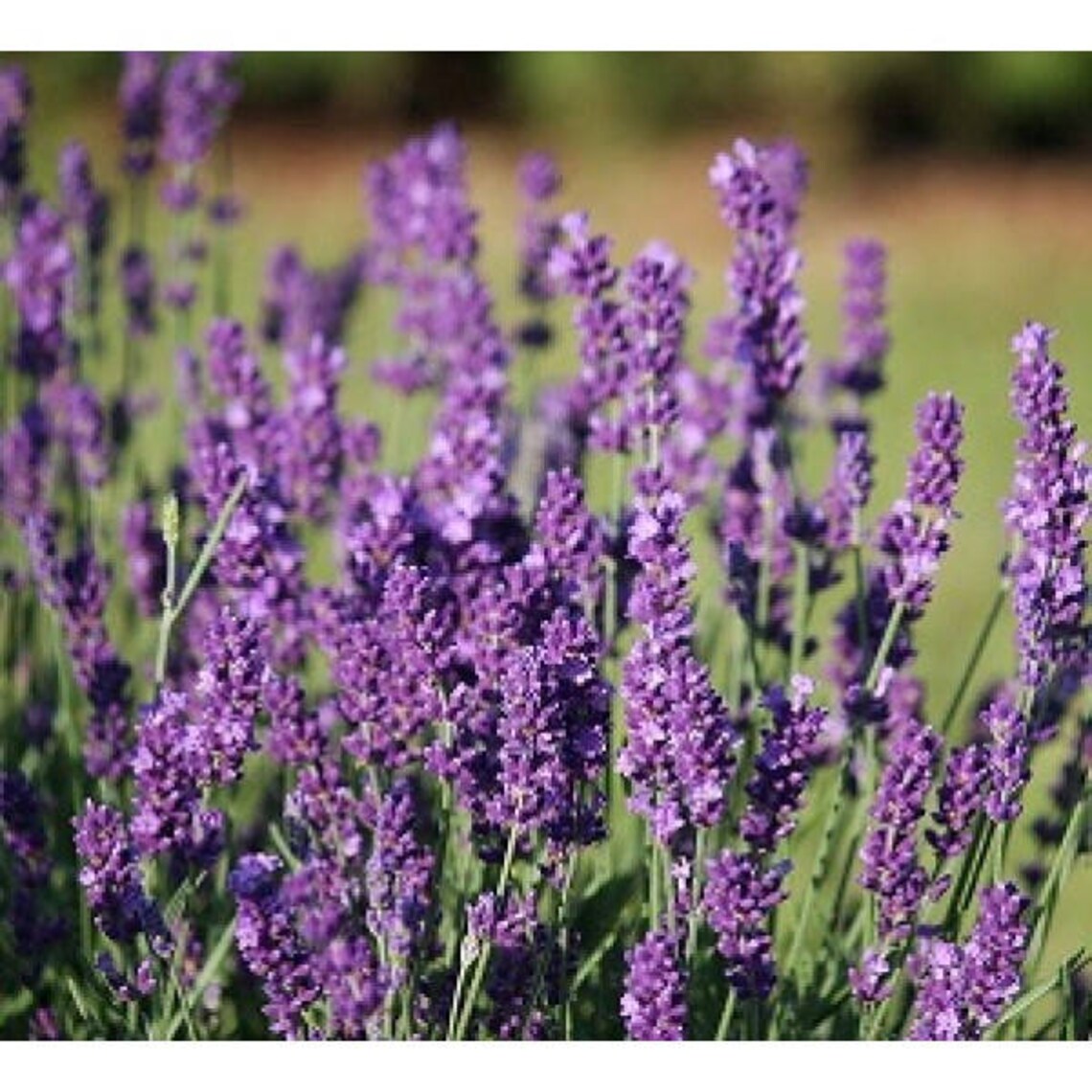 100 English Lavender Seeds Organic Nongmo Hand Picked Bio Etsy