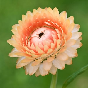 200 semi SALMONE Fiore di paglia Elicriso Fiore di carta Strohblumen Samen Graines Nasiona Semi Sementi Somen Semillas Zaden Frø