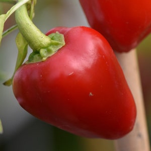 100 ROSSO BIOLOGICO MINI BELL Pepper Paprika Poivron Seeds Samen Semi Somen Graines Sementes Siemenet Zaden Zaad Ottimo per ripieno