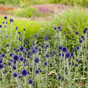 50 Echinops ritro METALLIC BLUE Flower Organic Seeds Blue Ball Thistle Fantastic for Pollinators Very decorative image 6