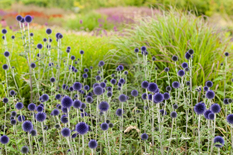 50 Echinops ritro METALLIC BLUE Flower Organic Seeds Blue Ball Thistle Fantastic for Pollinators Very decorative image 6