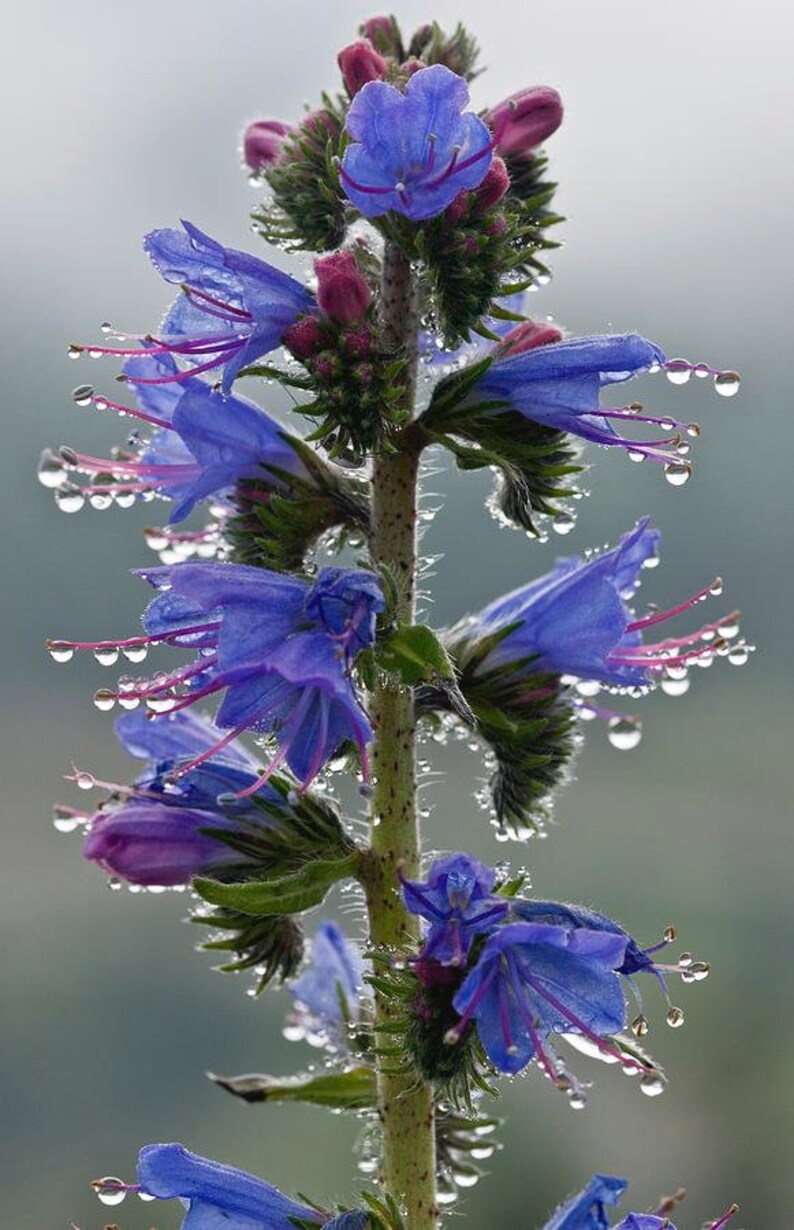 50 Echium Vulgare Viper�s Bugloss Wildflower Meadow Flower