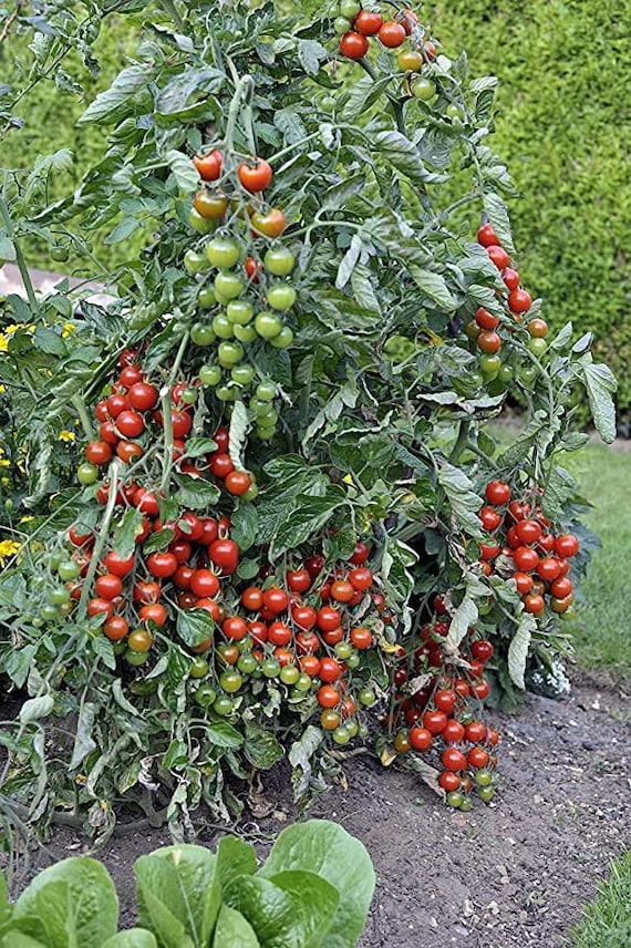 buy raspberry plants Heritage Raspberry Plant - Premium (Qty- 3) | Rubus idaeus 'Heritage'