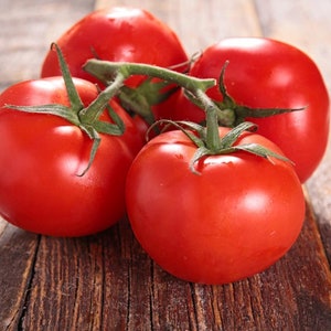 50 Stupice bio - Graines de tomate patrimoniale Très productives Rendements élevés Fiable Heirloom Anglais à pollinisation libre