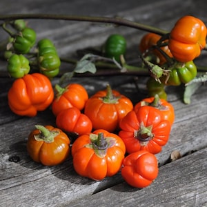 100 Organic Seeds African Eggplant Solanum Aethiopicum Decorative Fruit Autumn Decoration Solanum Samen Zaad Zade Graines Semi Sementi Somen