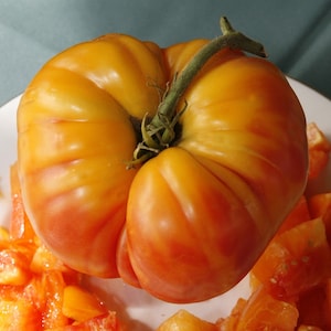 50 Organic FLAME Tomato Seeds Rich tangy sweet flavour Heirloom Open pollinated Tomato Fantastic colours Beautiful
