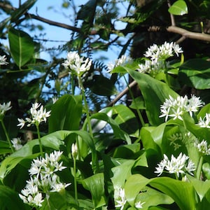 100 Bio Ramsons Allium Ursinum Samen Getreide Semi Sementi Semillas Zaden Sementes Siemenet Somen Frø Semillas Nasiona Bärlauch Samen