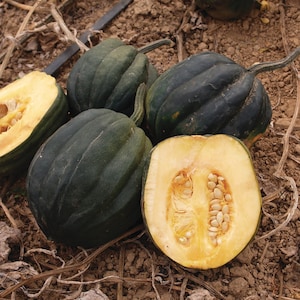 25 Organic Acorn Squash TABLE QUEEN Seeds Sweet Flesh Acorn Kürbis Samen Zaad Graines Zaden Somen Sementes Siemenet Nasiona Semi Sementi